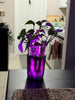 GlowPlanter – Illuminated Glass Hydroponic Vase
