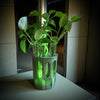 GlowPlanter – Illuminated Glass Hydroponic Vase