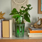 GlowPlanter – Illuminated Glass Hydroponic Vase